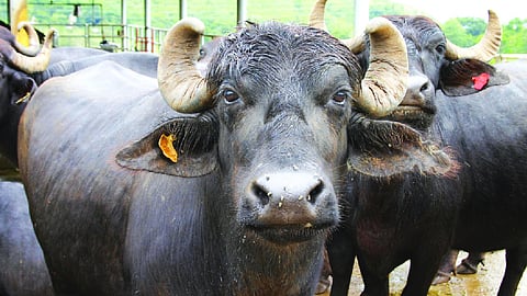 Moo-t court: A buffalo dispute ends with a dental exam in Rajasthan