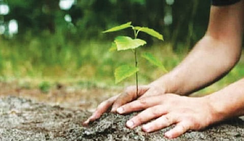 NDMC, DDA top Green Action Plan with 53.7 lakh plantations