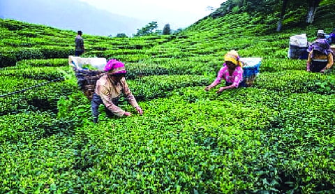 Nepal eyes new markets, quality after India tightens tea imports