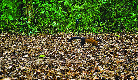 New yellow-throated marten found in Assam’s Kaziranga