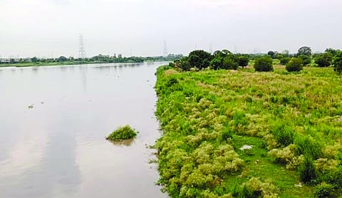 NGT pulls up authorities over illegal dairies on Yamuna floodplains