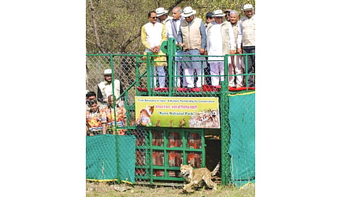 Nine cheetahs from Botswana arrive at MP’s Kuno National Park