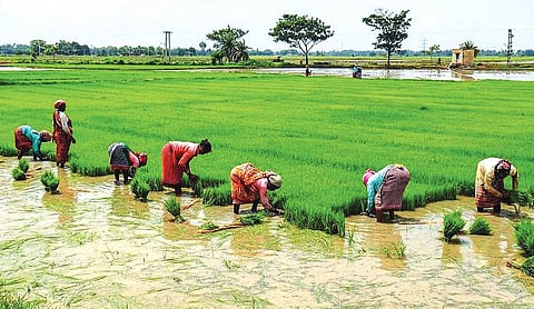 Odisha Govt plans oilseeds, pulses on rice fallow land