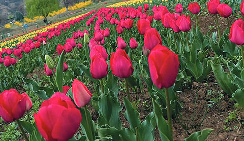 Omar Abdullah visits Srinagar Tulip Garden