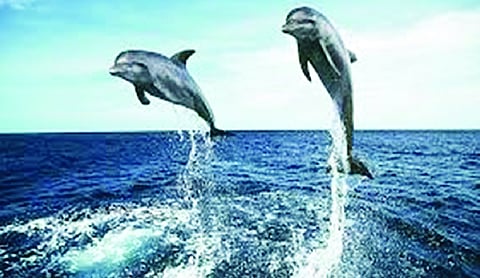 Over 6,300 Dolphins recorded in first survey
