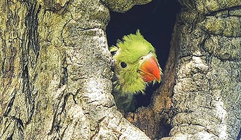 Parrots are wild animals, rules HC; orders Maharashtra Government to compensate farmer for crop damage