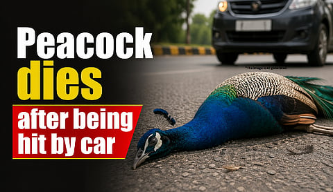 Peacock dies after being hit by car