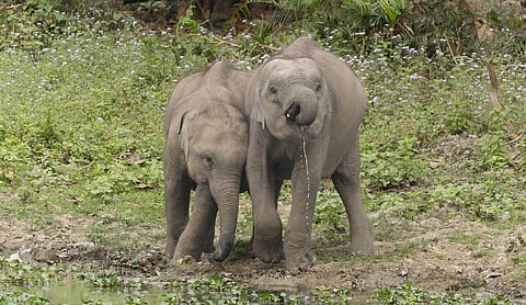 Representational image: An Indian elephant in Kaziranga National Park. Photo: Tisha Mukherjee / Wikimedia Commons (CC BY-SA 4.0).