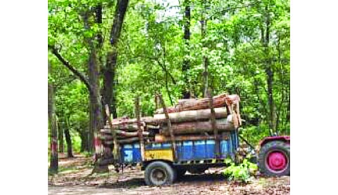 Rajaji tree felling intensified amid national highway protests