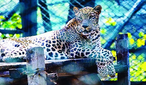Rajasthan: HC orders comprehensive framework for protecting leopard habitat in Pali district
