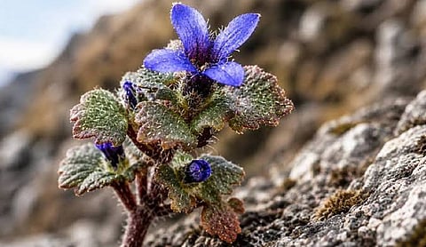 Rare Himalayan flowering plant Cyananthus hookeri recorded in Arunachal Pradesh after 158 years