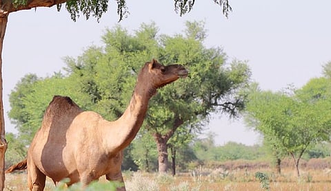 Rare Malvi camel breed faces extinction threat, conservation measures initiated