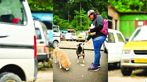 SC warns accountability for States, feeders in dog attacks