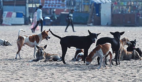 Stray dogs case: SC refuses to go into issue of harassment of women dog feeders