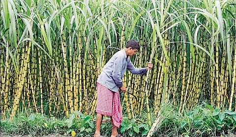 Representational image: A sugarcane farmer in a field. (PTI Photo)