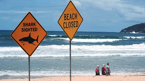 Surfer bitten in fourth shark attack off Australia’s east coast