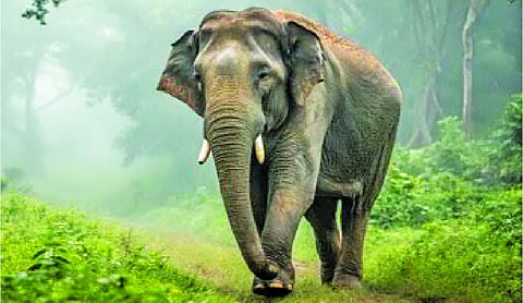The challenge of human-elephant coexistence