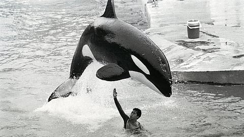 The dangerous paradox of human-animal interaction