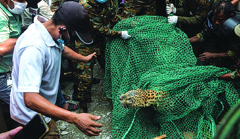 The forgotten martyrs: India’s forest guards are dying to save the forests