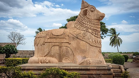 The forgotten Nandi: Unsung hero of India’s dairy sector