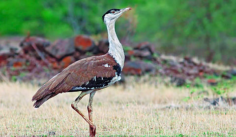 The Great Indian Bustard and climate rights