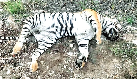 Tiger poisoned to death near Satpura Reserve in MP, 5 held