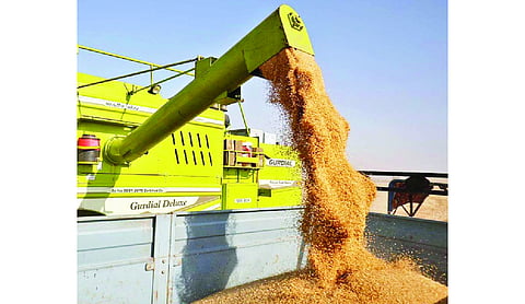 Wheat output seen up 2.29% at 120.65 million tonnes in FY26: Govt