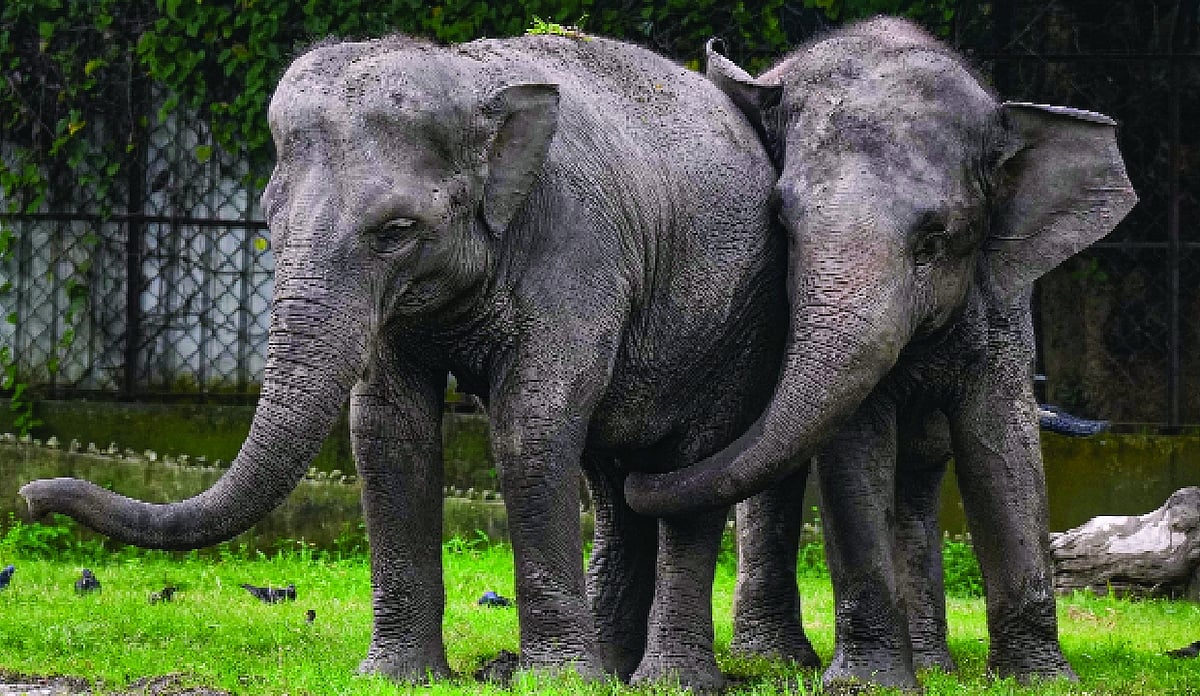 India Uses AI and Geospatial Mapping to Protect Elephants: Kirti ...