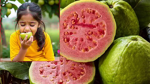 குளிர்காலத்தில் கொய்யாப்பழம்... இத்தனை நன்மைகளா..?