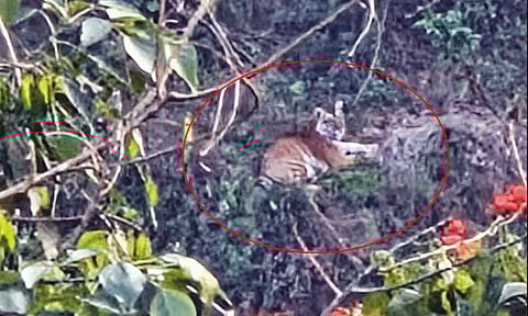 நீலகிரி: தனியார் எஸ்டேட்டில் படுத்து ஓய்வெடுத்த புலி: கூண்டு வைத்து பிடிக்க கோரிக்கை
