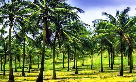 தென்னை விவசாயத்தை மேம்படுத்த பட்ஜெட்டில் புதிய திட்டம் அறிவிப்பு