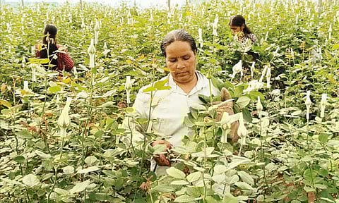 காதலர் தினத்தை முன்னிட்டு   ஓசூர் பகுதியில் ரோஜா பூ அறுவடை பணி தீவிரம்