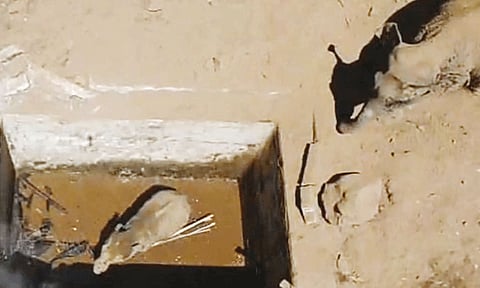 கோவை: தண்ணீர் தொட்டிக்குள் தவறி விழுந்த குட்டி யானை போராடி மீட்பு
