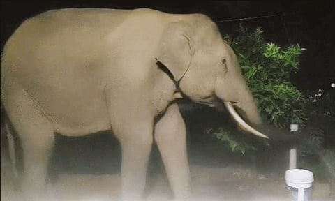 நீலகிரி: குழாயை திறந்து தண்ணீர் குடித்த காட்டு யானை
