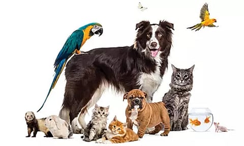 சென்னை, கோவையில் செல்லப்பிராணிகள் பூங்கா அமைக்க 26ம் தேதிக்குள் விண்ணப்பிக்கலாம் 