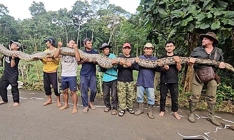 ஆத்தாடி அவ்வளவு பெருசா...? உலகின் மிக நீளமான மலைப்பாம்பு கண்டுபிடிப்பு..!