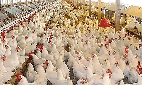 நாமக்கல் மண்டலத்தில் கறிக்கோழி கிலோவுக்கு ரூ.2 உயர்வு
