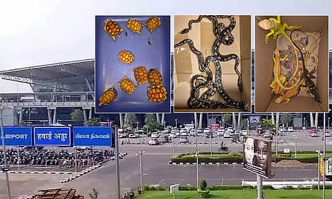 பாங்காக்-சென்னை விமானத்தில் 31 வன விலங்குகள் கடத்தல் - ஒருவர் கைது 