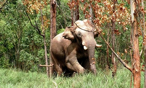 
கார், சுற்றுலா பஸ்சை நள்ளிரவில் மறித்து கடுமையாக தாக்கிய யானை
