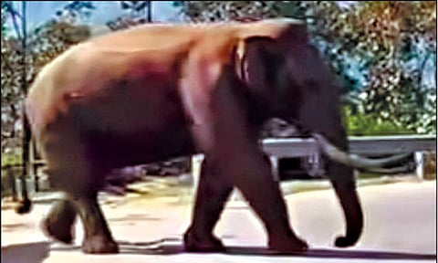 மதம் பிடித்து சுற்றித்திரியும் படையப்பா யானை: வனத்துறையினர் தீவிர கண்காணிப்பு