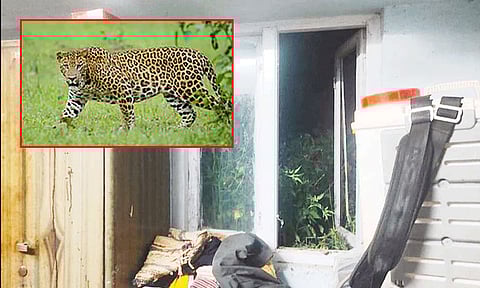 நீலகிரி: ஜன்னல் வழியாக வீட்டுக்குள் புகுந்த சிறுத்தை.!