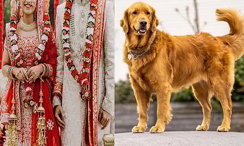 நாய் குரைத்ததால் நின்றுபோன திருமணம்: மணமகள் செயலால் மீண்டும் வாழ்க்கை கிடைத்தது