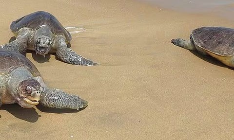 பழவேற்காடு பகுதியில் நூற்றுக்கணக்கான ஆமைகள் இறப்பு: மீனவர்கள் அச்சம்