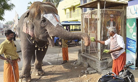 தள்ளுவண்டி கடையில் தினமும் காலை உணவு சாப்பிடும் கோவில் யானை