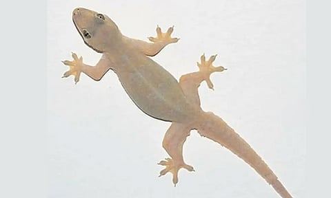 பல்லி சாஸ்திரம்