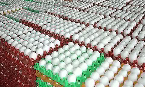 நாமக்கல்லில் 3 நாட்களில் 40 காசுகள் சரிந்த முட்டை விலை