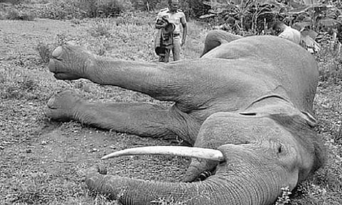 
ஈரோடு: மின்சாரம் தாக்கி ஆண் யானை உயிரிழப்பு