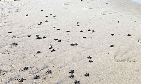 குமரியில் கடந்த 2 மாதங்களில் 6,504 ஆமை முட்டைகள் சேகரிப்பு
