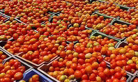 விளைச்சல் அதிகரிப்பு... கடும் வீழ்ச்சியில் தக்காளி விலை
