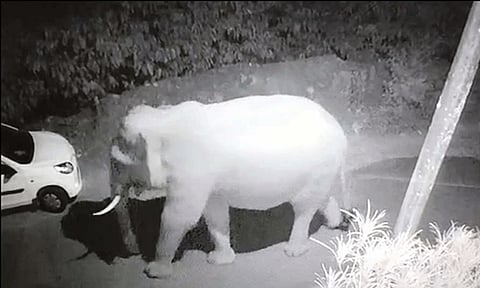 கூடலூர் - ஓவேலி சாலையில் காட்டு யானை நடமாட்டம்: பொதுமக்களுக்கு எச்சரிக்கை
